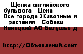 Щенки английского бульдога › Цена ­ 40 000 - Все города Животные и растения » Собаки   . Ненецкий АО,Белушье д.